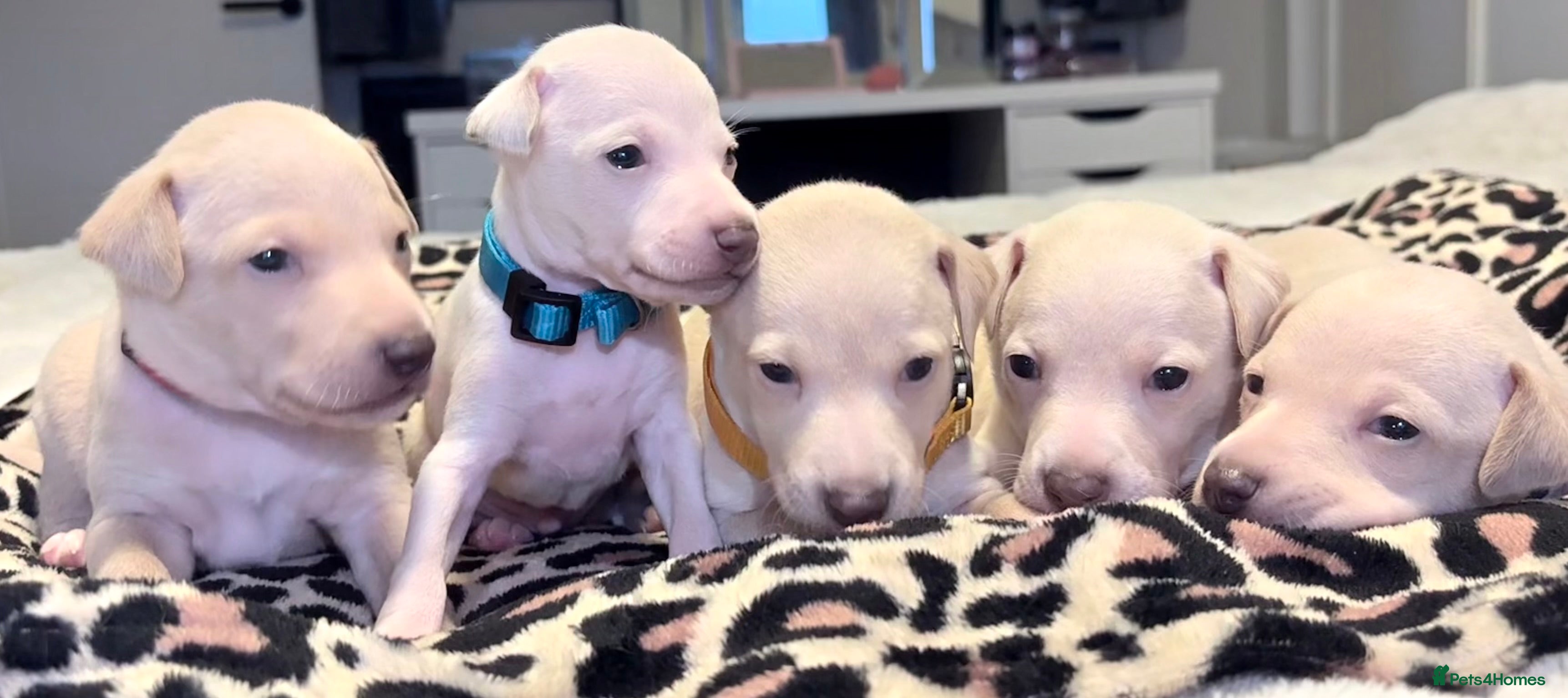 Italian Greyhound dogs Exceptionally Well-Bred Italian Greyhound Puppies - Advert 2