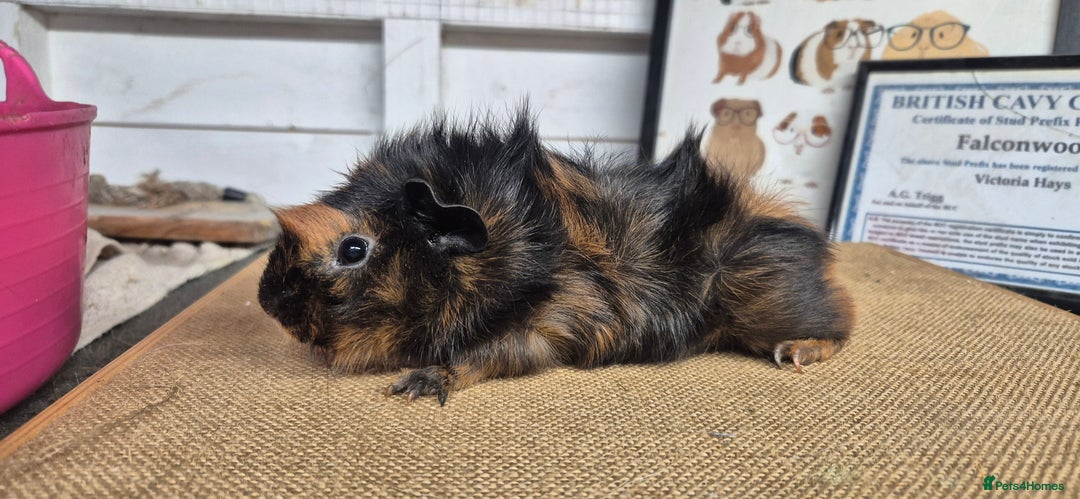 Guinea Pig rodents for sale: Baby abysinnian guinea pigs - Image 6