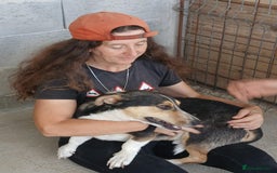 Mixed Breed dogs for adoption: Walter, 3 yrs old. Available for adoption. - Image 12