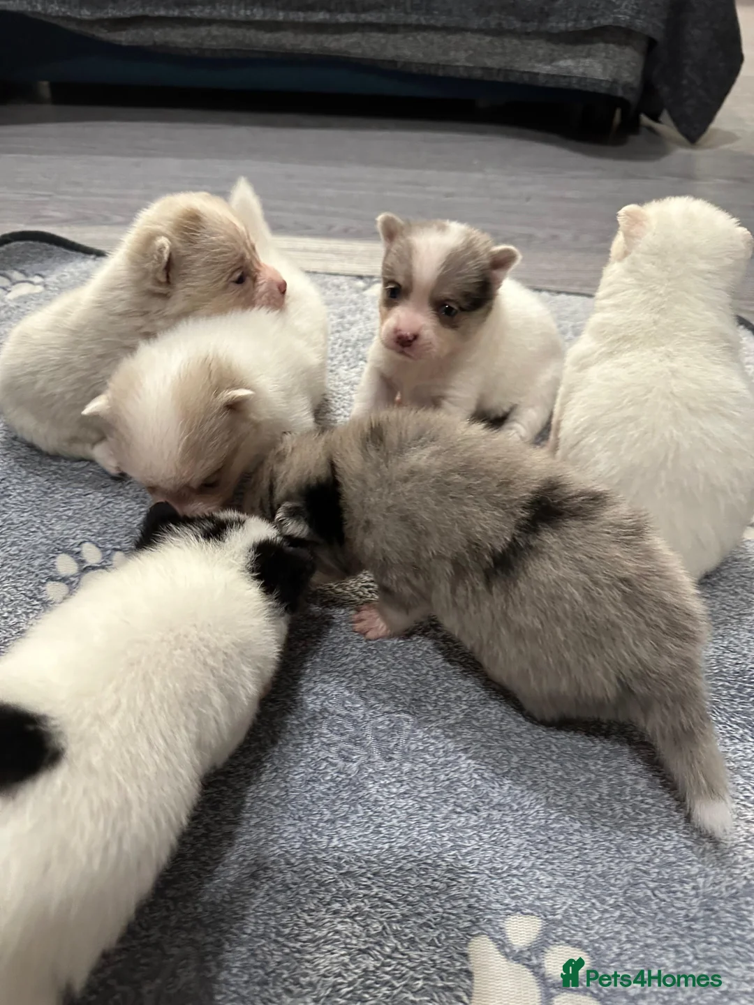 Pomsky dogs for sale: Stunning F3 Pomsky Puppies! - Advert 1
