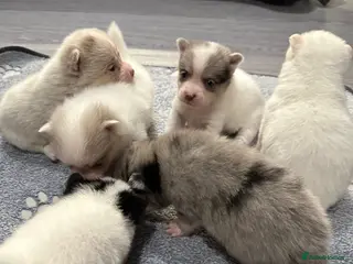 Pomsky dogs Beautiful pomsky f3 micro - Advert 2