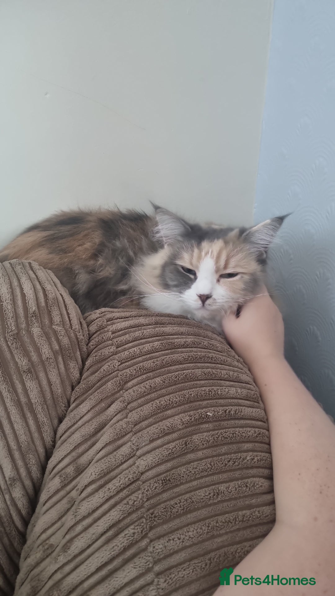 Ragdoll cats for sale: Ragdoll cross maine coon (Ragcoon) for sale - Image 8