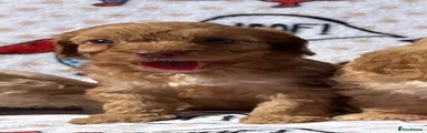 Cockapoo 4