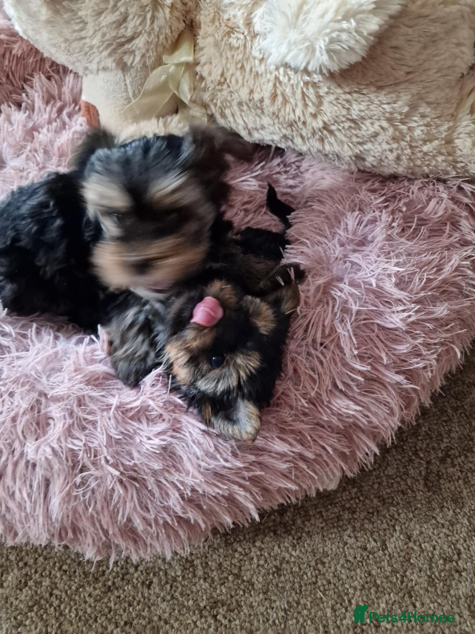 Yorkshire Terrier dogs Hi Mini Yorkshire Terrier for sale - Advert 2