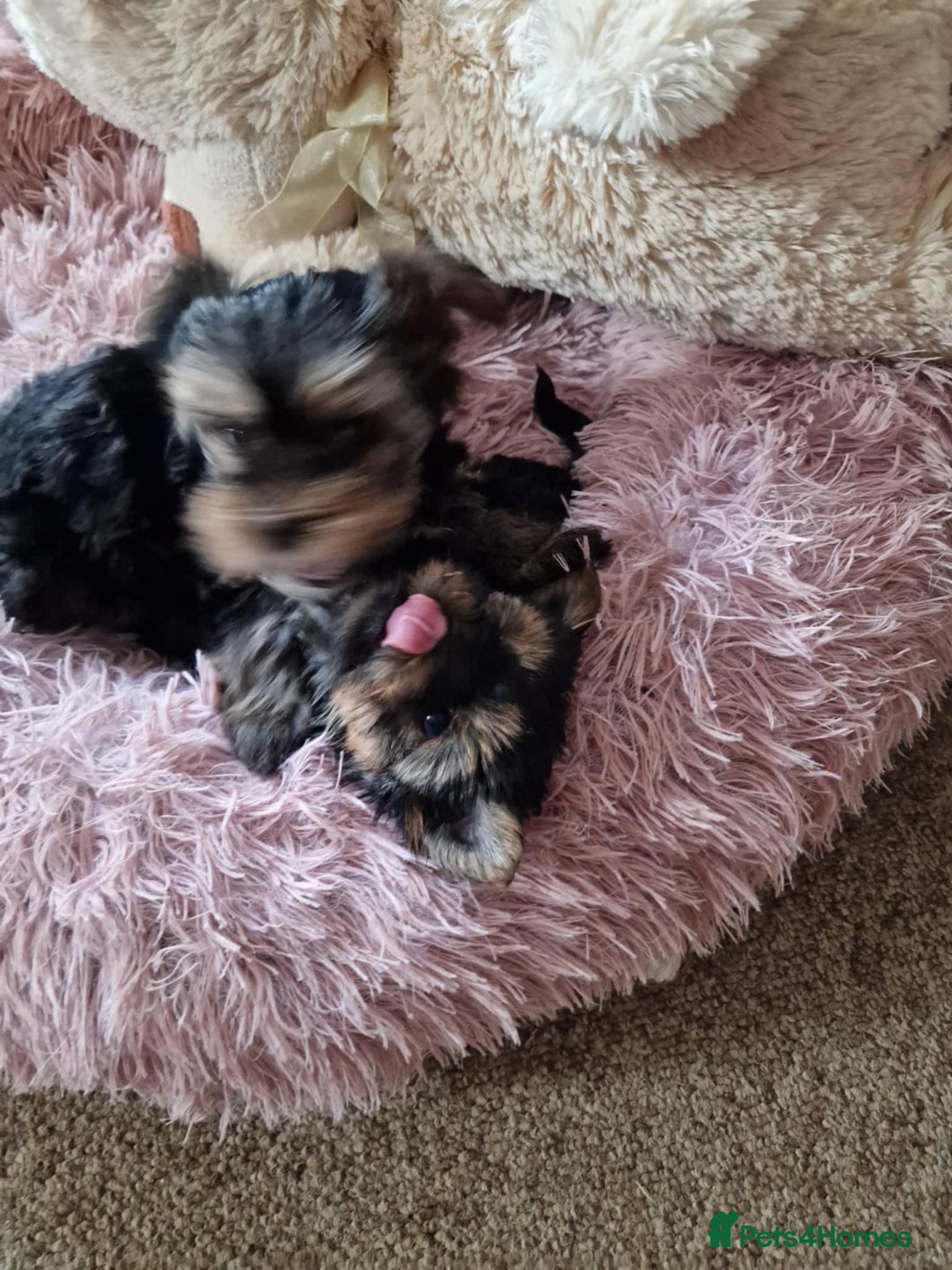 Yorkshire Terrier dogs for sale: Hi Mini Yorkshire Terrier for sale - Image 1