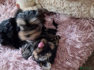 Yorkshire Terrier dogs Hi Mini Yorkshire Terrier for sale - Advert 2