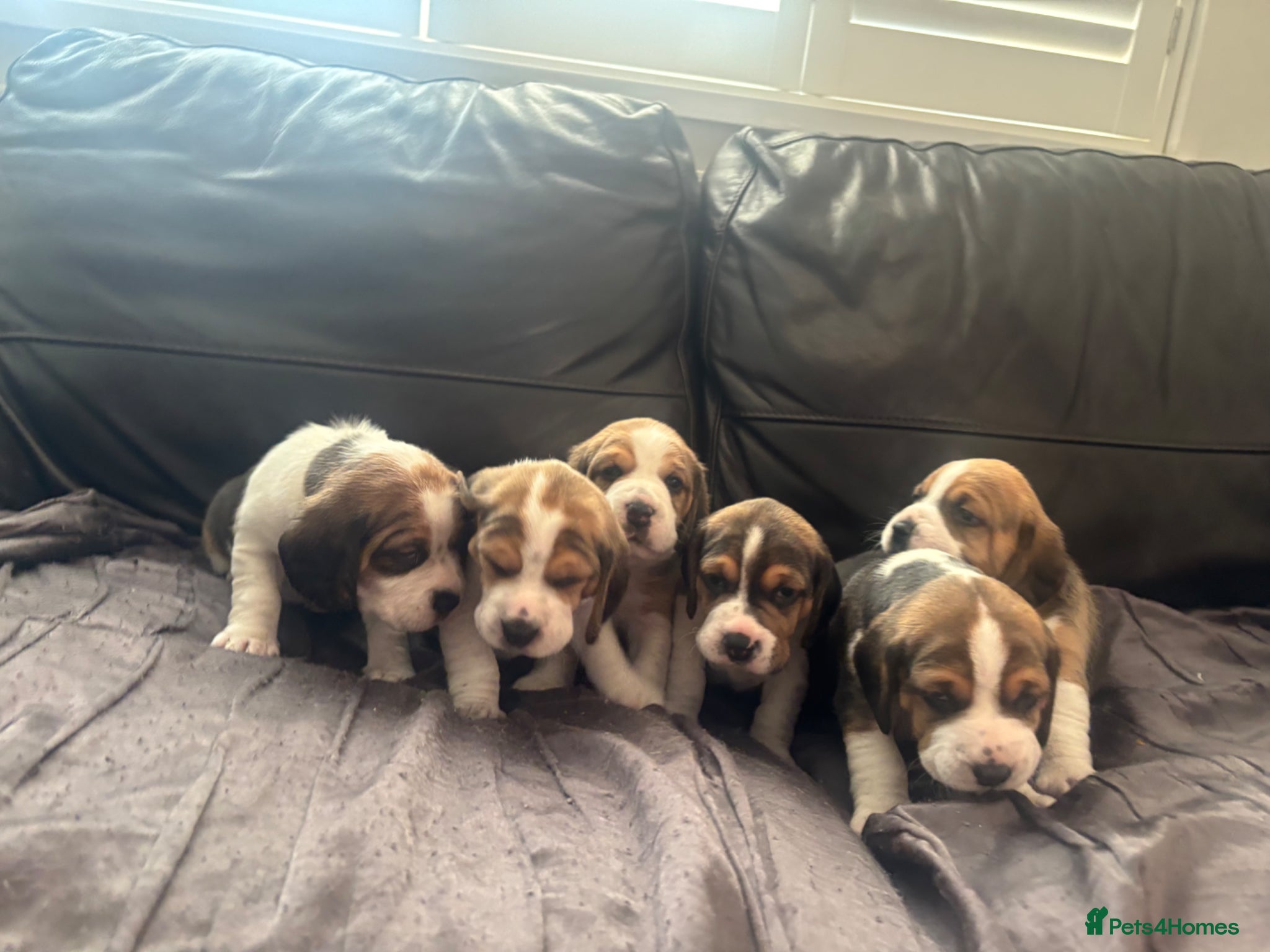 Beagle dogs for sale: Stunning Beagle puppies  - Advert 1