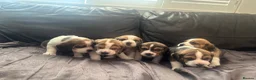 Beagle dogs for sale: Stunning Beagle puppies  - Advert 1