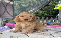 Cockapoo dogs for sale: 1 boys left apricot f1 DNA tested Cockerpoos  - Image 26