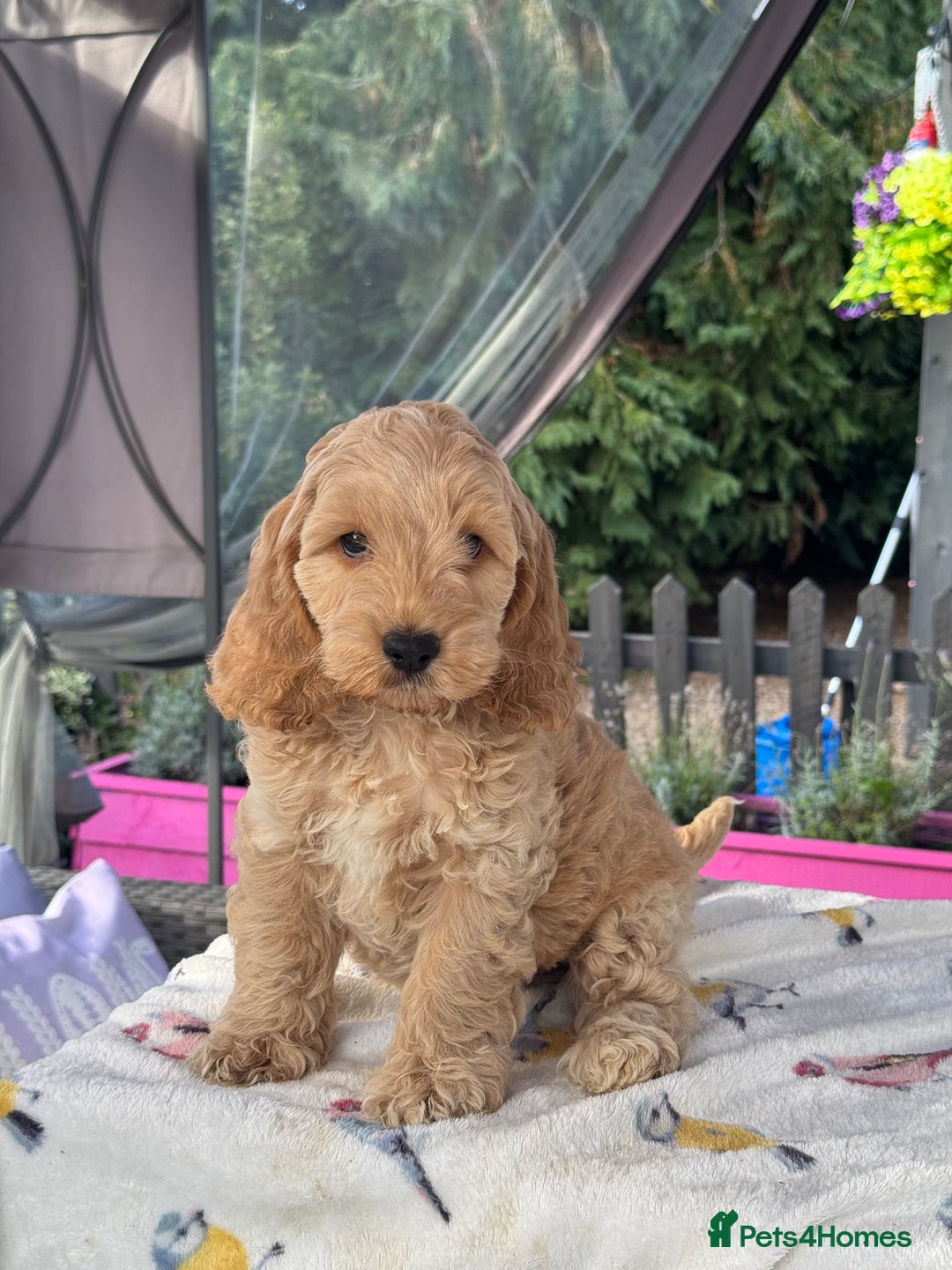 Cockapoo dogs for sale: 1 boys left apricot f1 DNA tested Cockerpoos  - Image 26