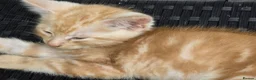Mixed Breed cats for sale: 4 female kittens for sale in Caerphilly - Advert 4