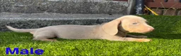 Miniature Dachshund dogs for sale: 💙Carry fluffy Isabella Mini Dachshund Puppies🐶❤️ - Advert 10