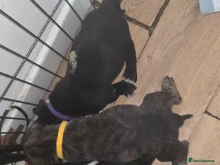 Mixed Breed dogs Pure Pressa canario x pure American p bully pups - Advert 2