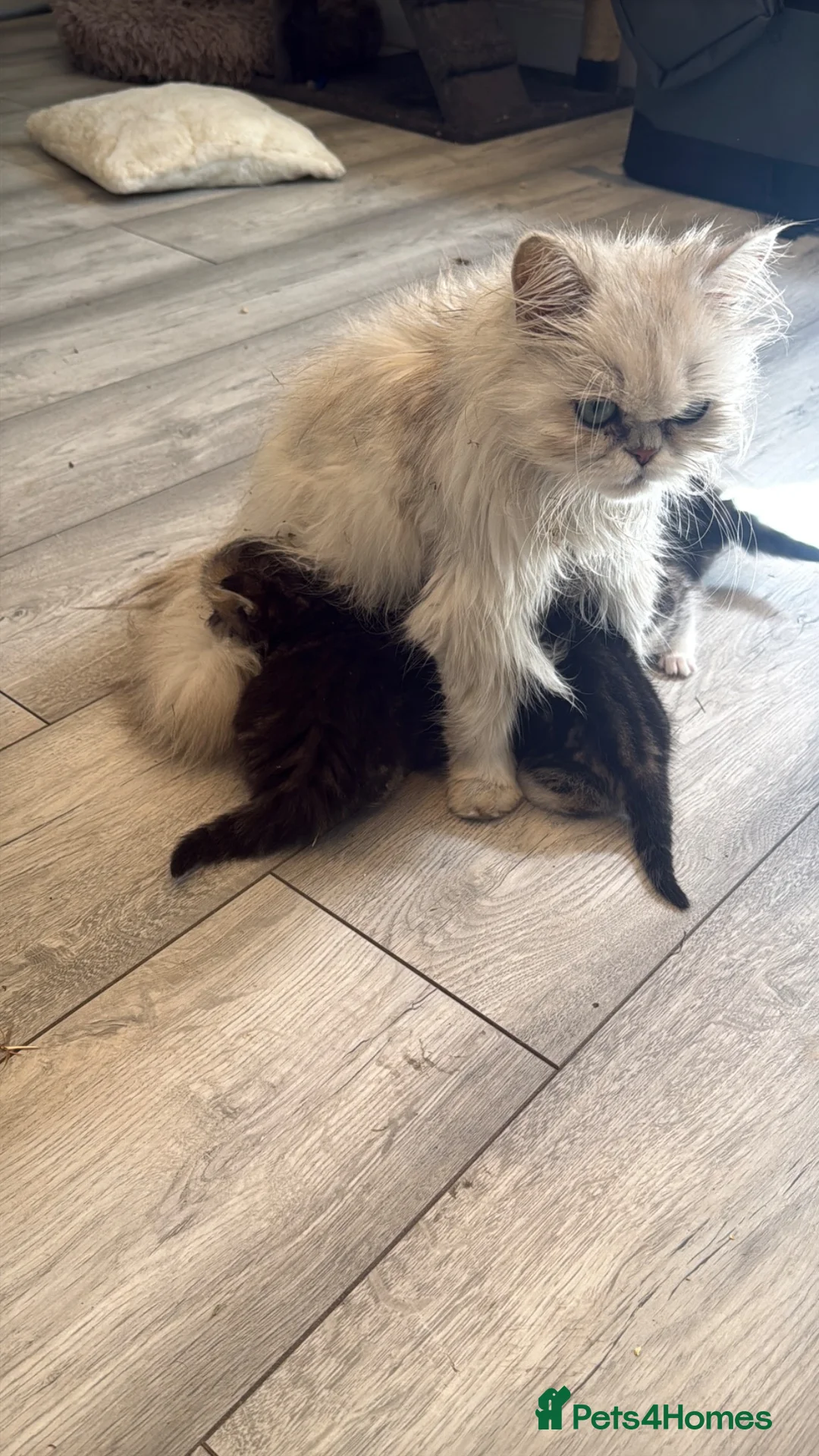 Persian cats for sale: Kittens for sale - Advert 27