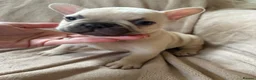 French Bulldog dogs for sale: French bulldog puppies - Advert 6