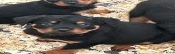 Rottweiler dogs for sale: Stunning puppies ready now  - Advert 6