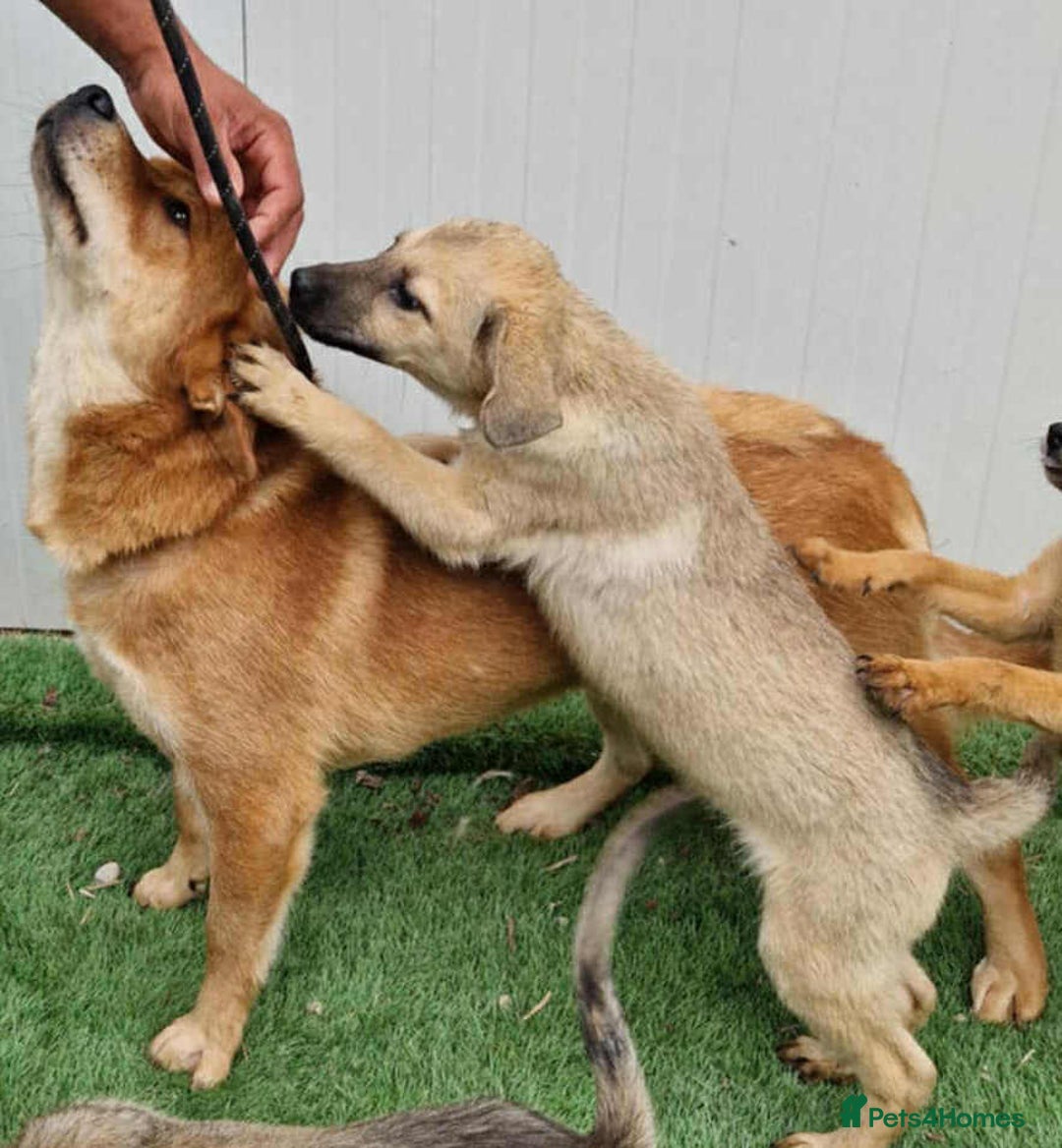 Mixed Breed dogs for adoption: 💖 Maxie – a gentle girl with the softest heart 💖 - Advert 4