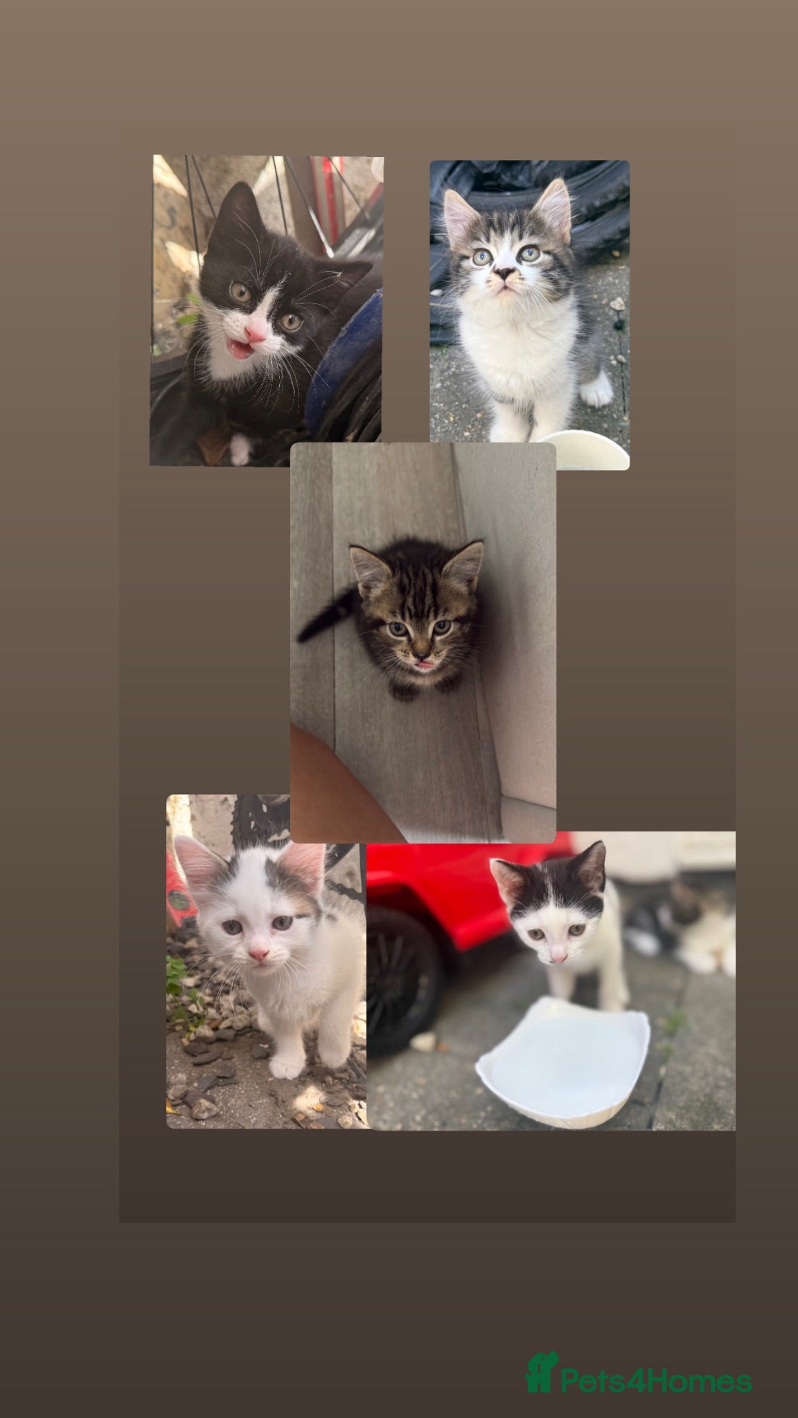 Mixed Breed cats Kittens looking for a lovable home.  - Advert 2