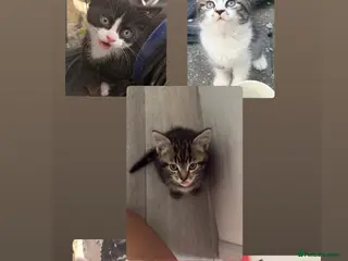 Mixed Breed cats Kittens looking for a lovable home. - Advert 1