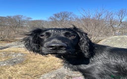 Sprocker dogs for stud: Gorgeous sprocker for stud (free)  - Image 12