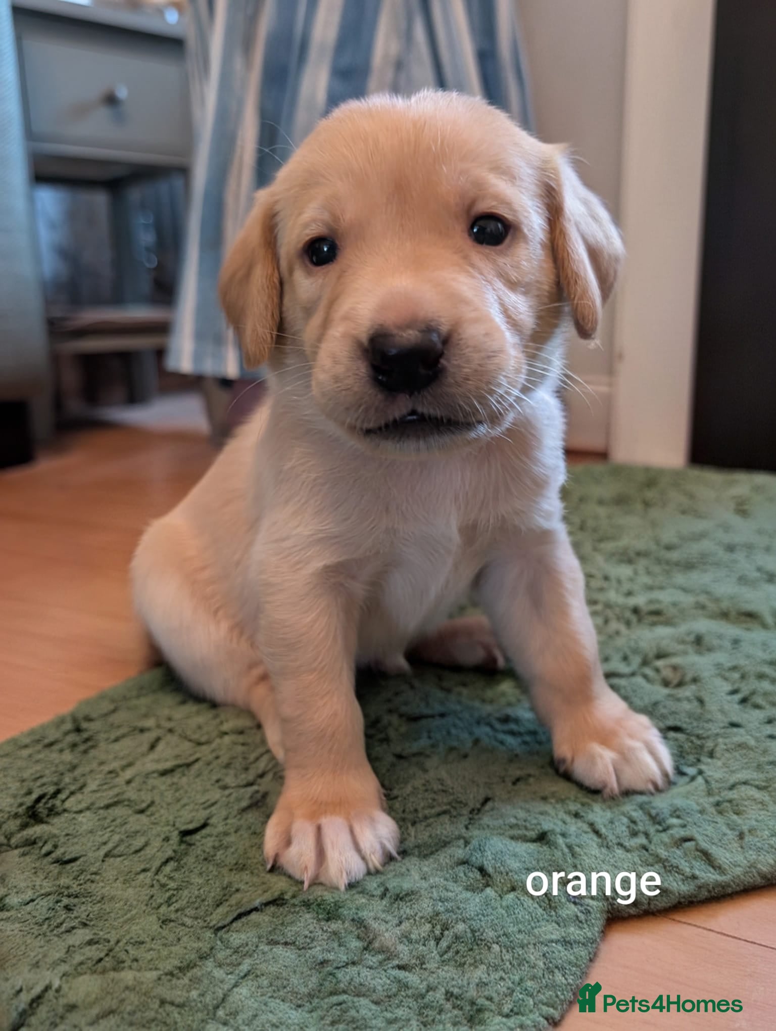 Labrador Retriever dogs Fox red Labrador puppies 4 male 3 female  - Advert 2