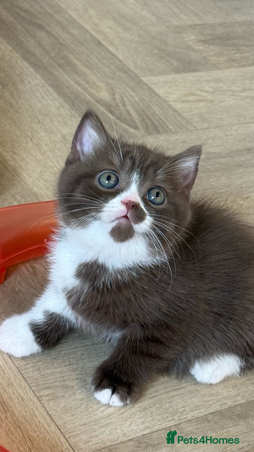 British Shorthair cats GCCF REG BSH - CHOCOLATE BI & CINNAMON BI KITTENS - Advert 2