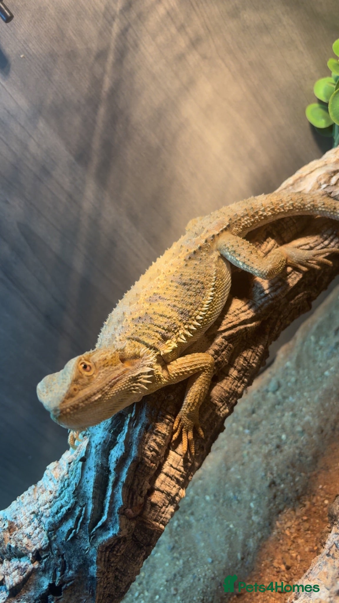 Bearded Dragon reptiles Bearded dragon +viv setup - Advert 6