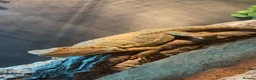Bearded Dragon reptiles for sale: Bearded dragon +viv setup in Stoke-on-Trent - Advert 1