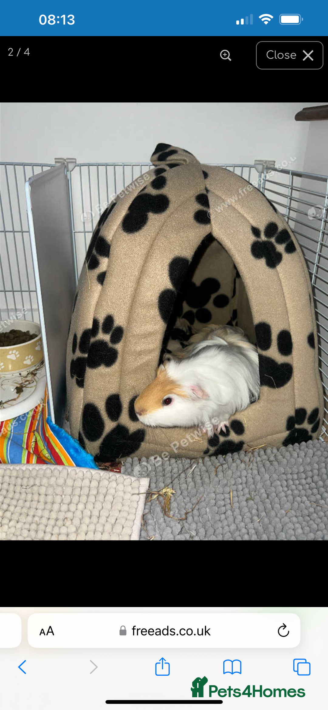 Guinea Pig rodents for sale: 2 14 week old males and set up - Advert 4