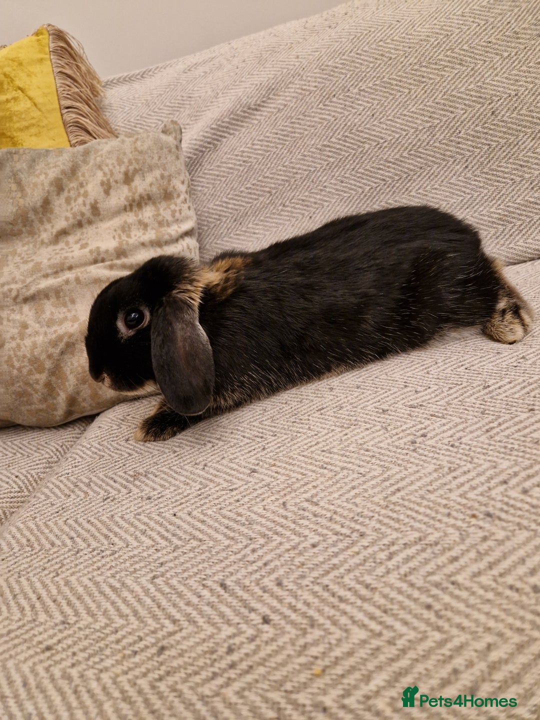 Mini Lop rabbits for sale: Black mini lop rabbit male 20 weeks old - Advert 4