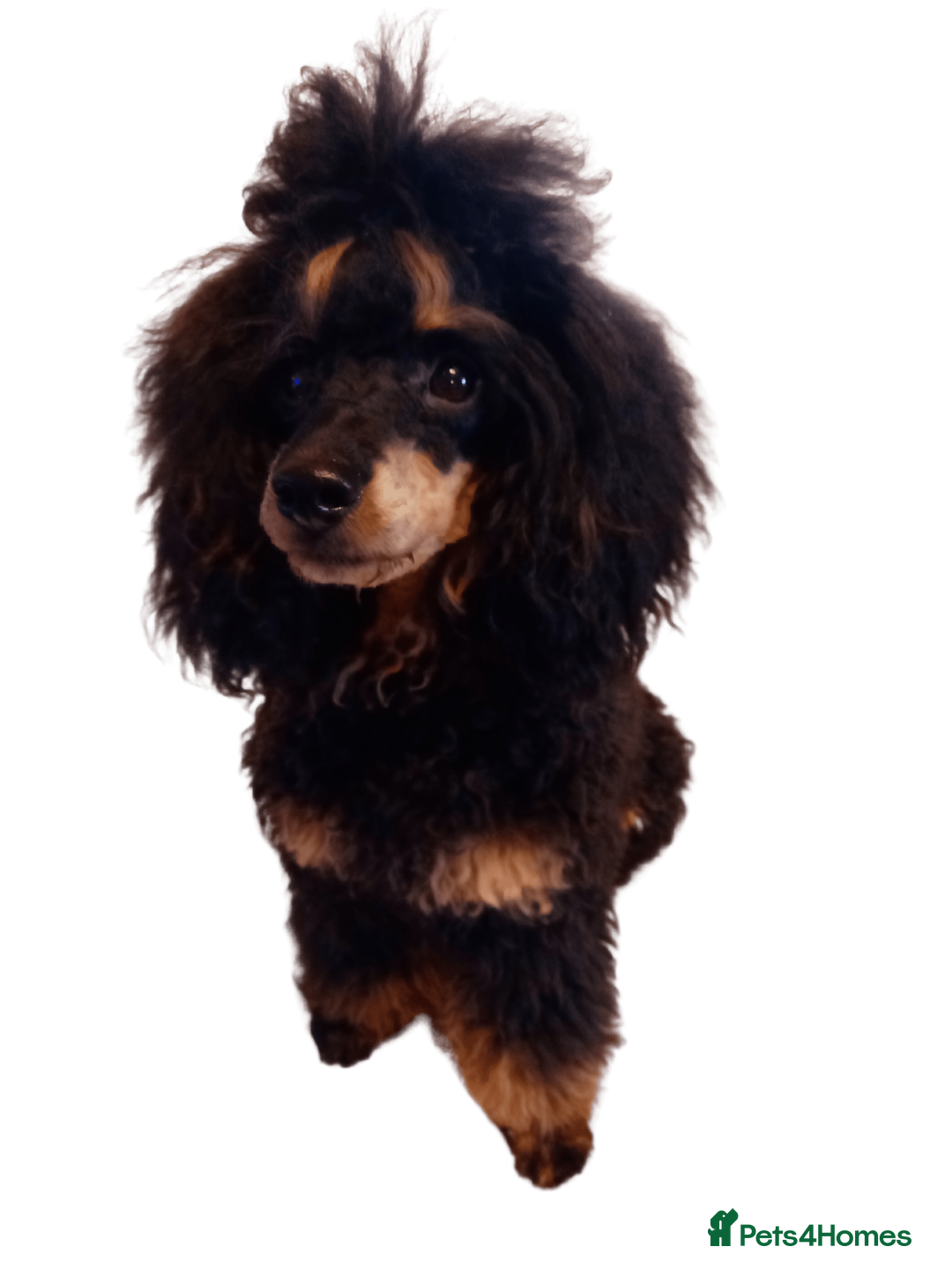 Cavapoo dogs for stud: Pra clear Kc reg phantom toy poodle for stud in Manchester - Advert 3