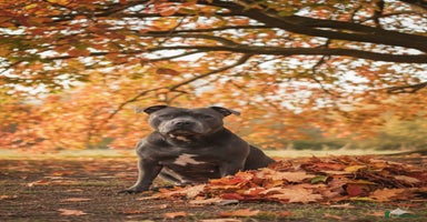 Staffordshire Bull Terrier dogs Stunning litter of Blue & Black Puppies - Advert 4