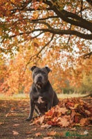 Staffordshire Bull Terrier dogs Stunning litter of Blue & Black Puppies - Advert 5