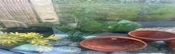 Fancy Goldfish fish for sale: Big fish tank and all accessories - Advert 6