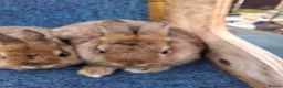 Netherland Dwarf rabbits for sale: Beautiful netherland dwarf rabbits - Advert 4