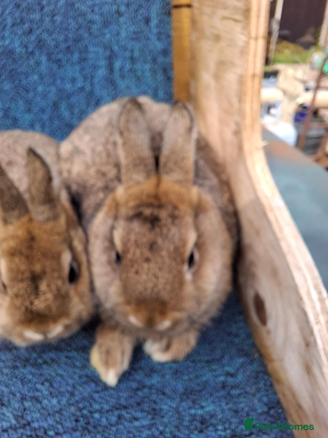 Netherland Dwarf rabbits for sale: Beautiful netherland dwarf rabbits - Advert 4