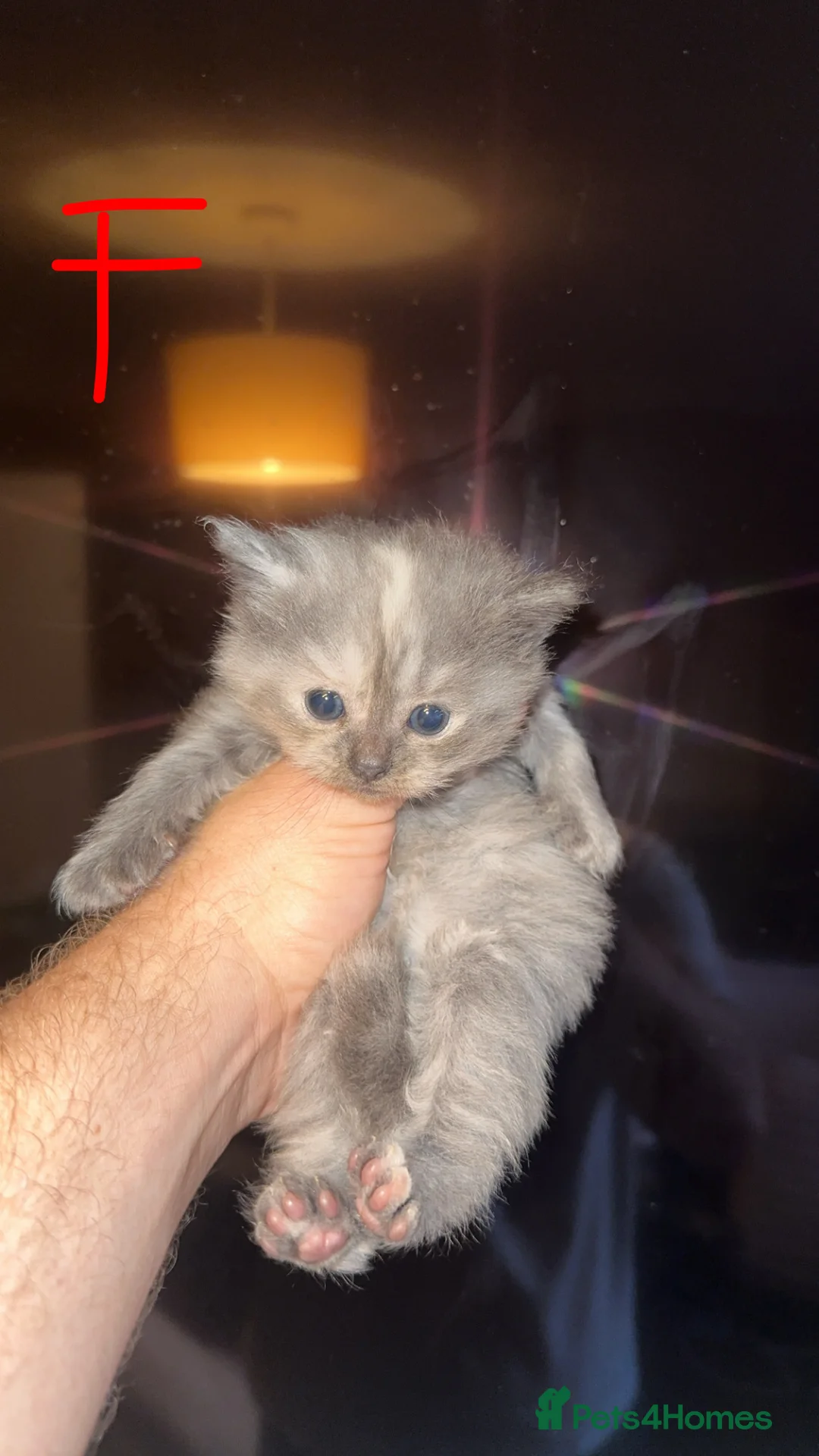 Mixed Breed cats for sale: Last 3!! Maincoon x Persian ready to leave  - Advert 12