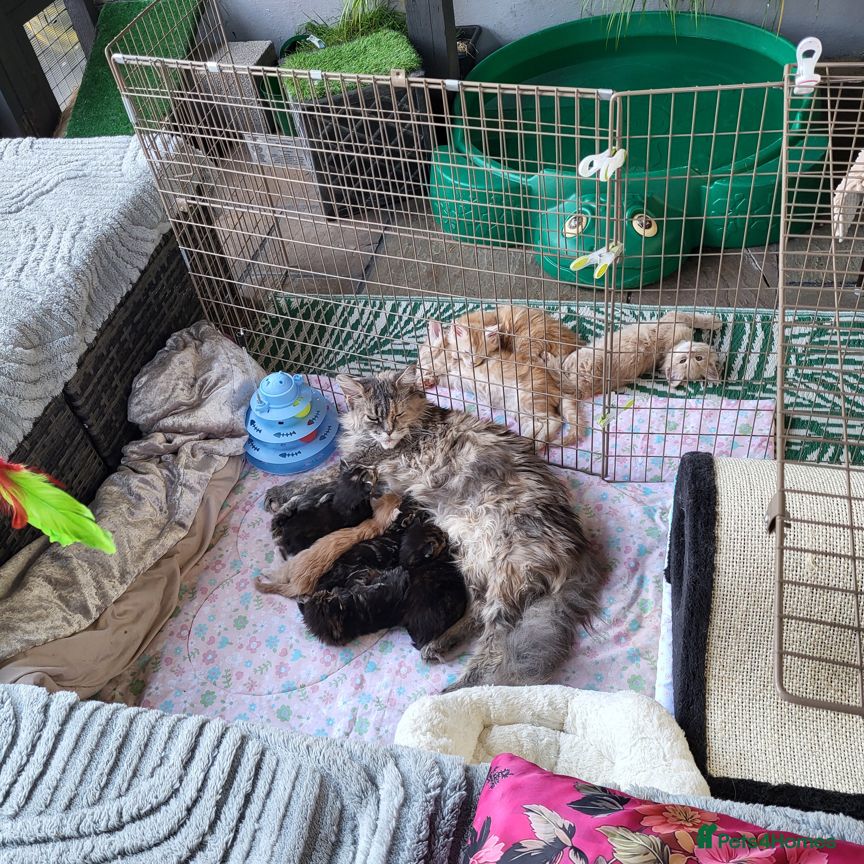 Maine Coon cats Pedigree Maine Coon kittens - Advert 1
