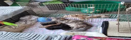 Maine Coon cats for sale: Pedigree Maine Coon kittens - Advert 1