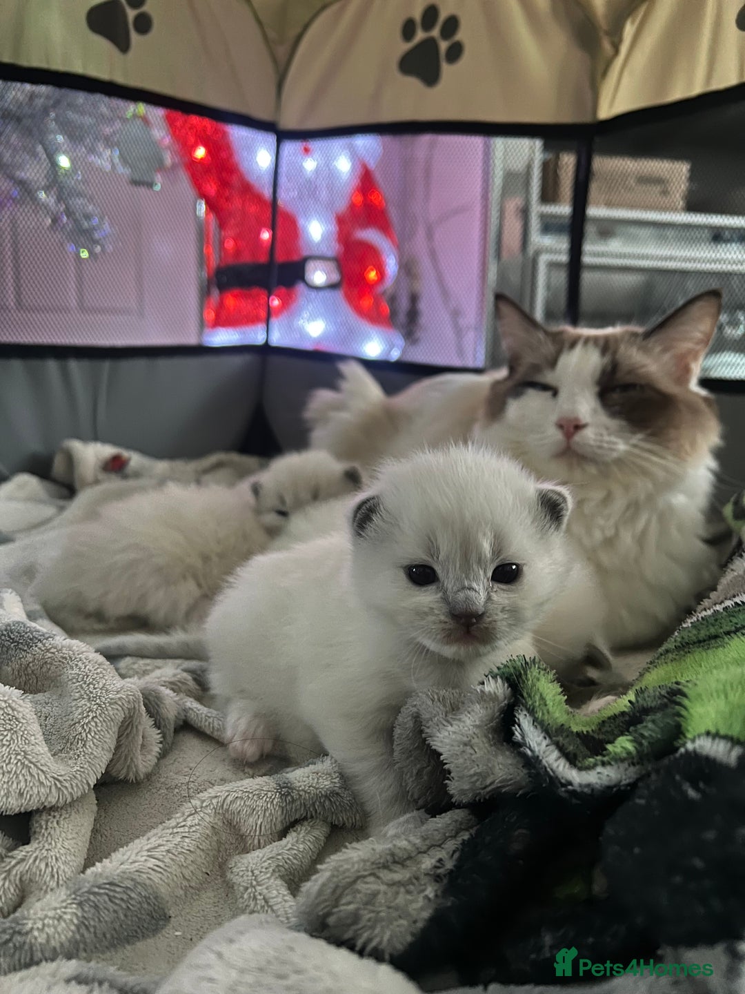 Ragdoll cats for sale: Purebred blue point ragdoll kittens  - Advert 4