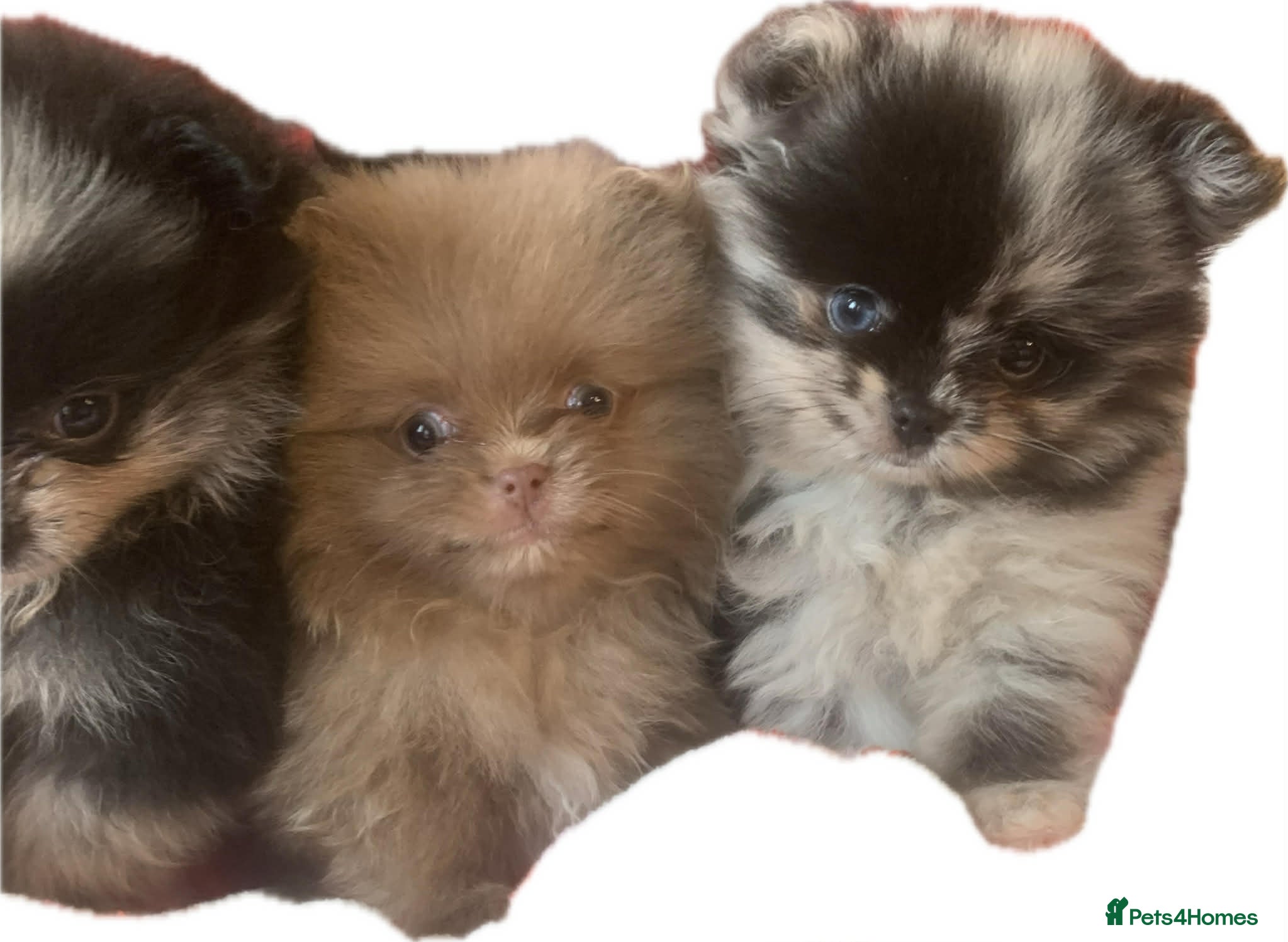 Pomeranian dogs EXQUISITE POMERANIAN PUPPIES (READY TO LEAVE) - Advert 6