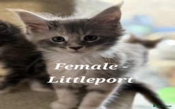 Maine Coon cats for sale: Stunning TICA Purebred Pedigree Maine Coon Kittens - Image 11