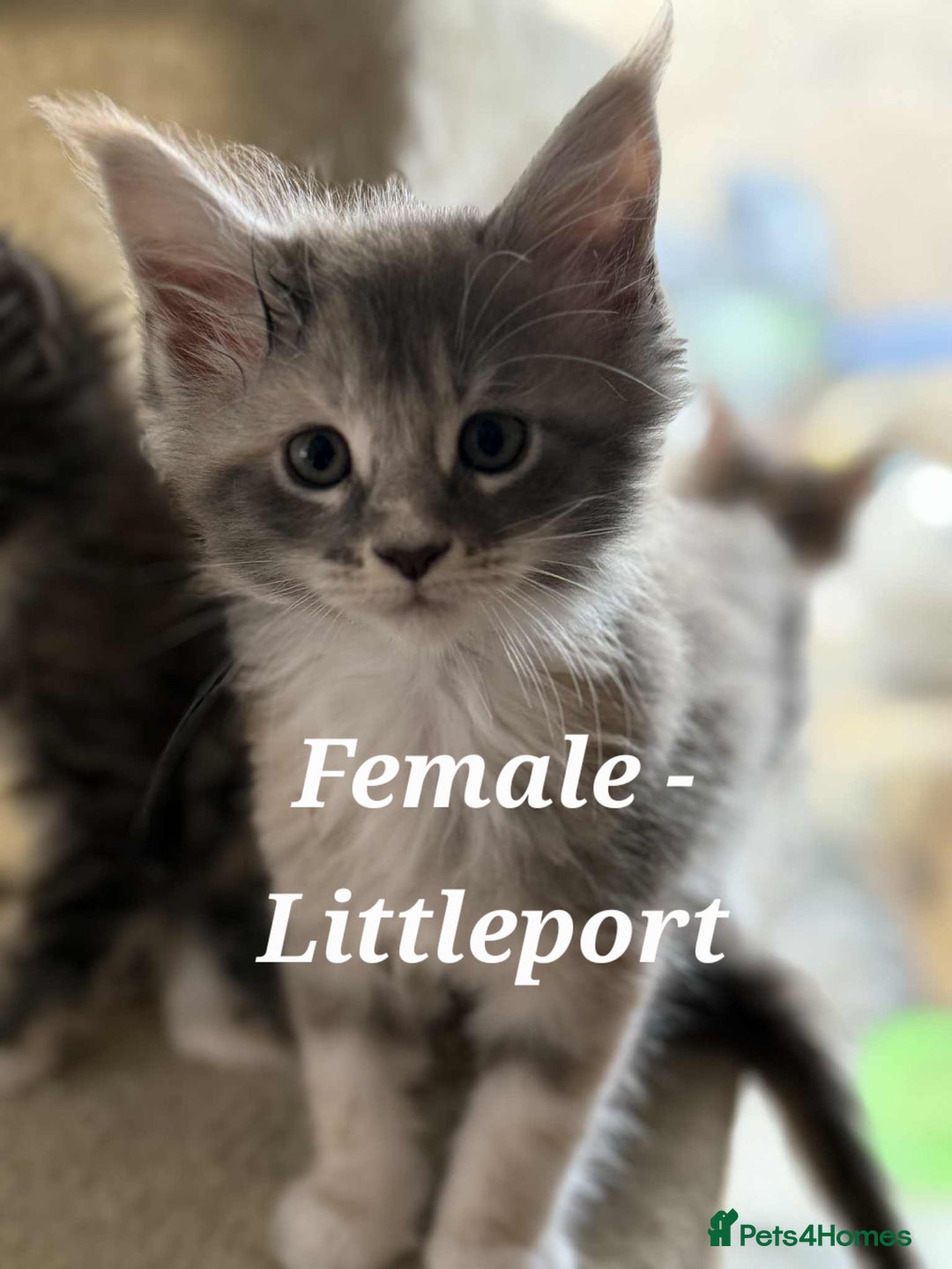 Maine Coon cats for sale: Stunning TICA Purebred Pedigree Maine Coon Kittens - Image 11