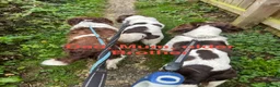 English Springer Spaniel dogs for sale: English Springer Spaniels white and liver girls in Thirsk - Advert 4