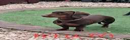 Dachshund dogs for sale: Beautiful Dachshund Puppies in Edinburgh - Advert 18