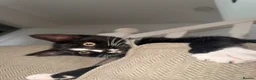 Domestic Shorthair cats for sale: Shorthair tuxedo kitten  in Wirral - Advert 2