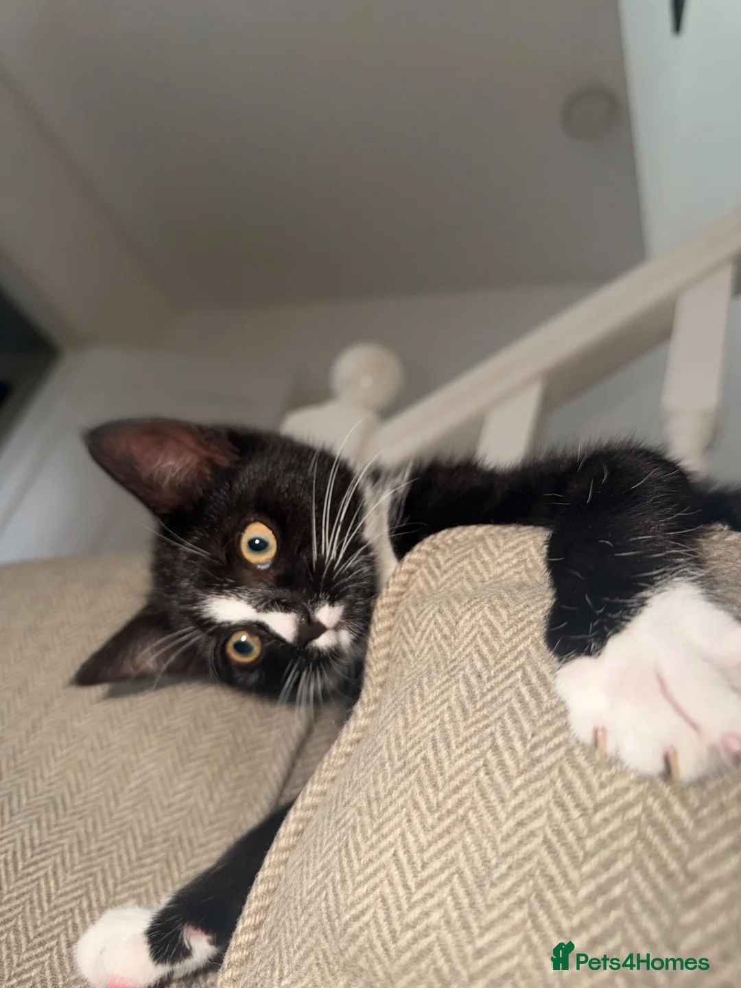 Domestic Shorthair cats for sale: Shorthair tuxedo kitten  in Wirral - Advert 2