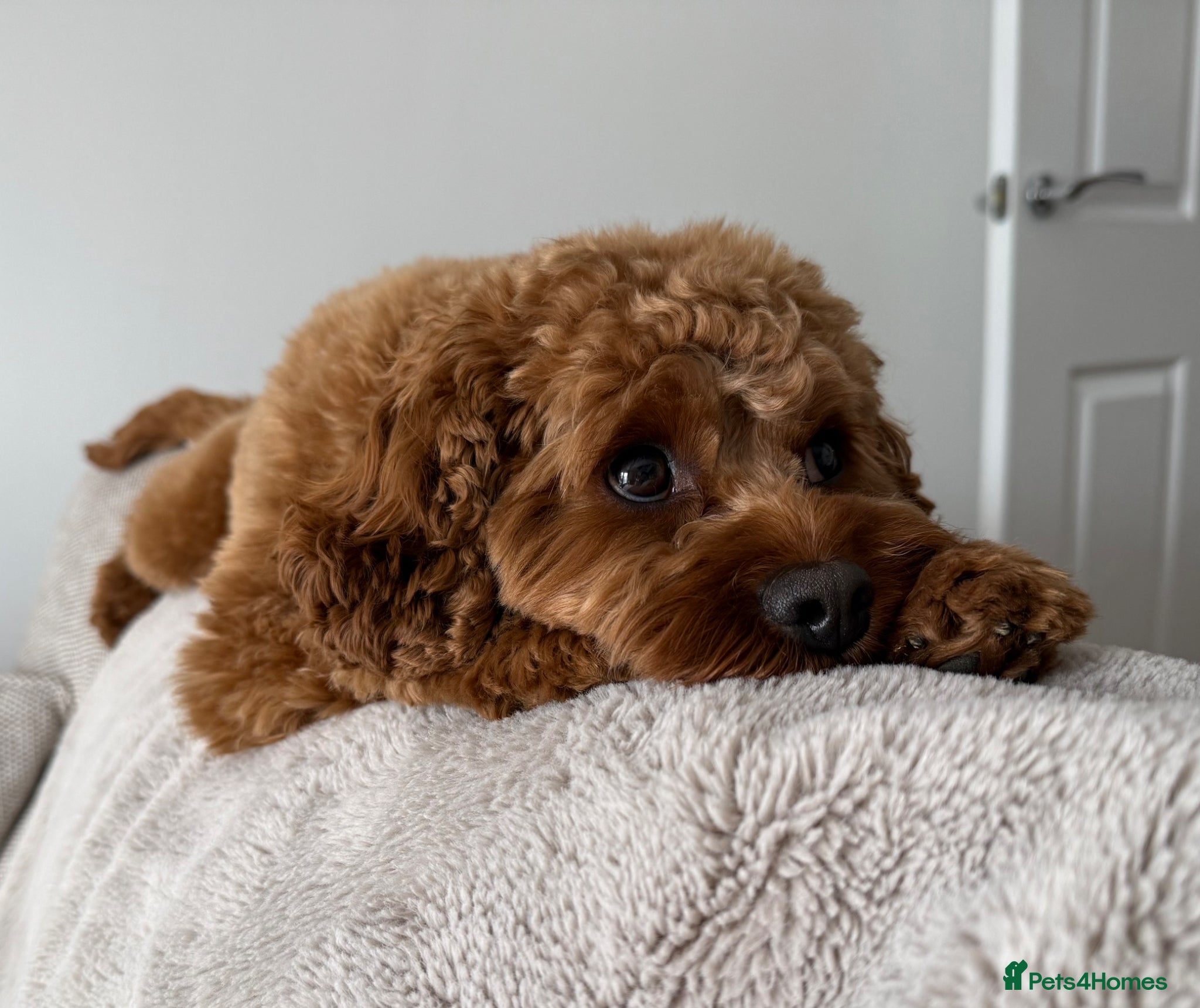 Cavapoo dogs for sale: Teddy 🐾 - Advert 7