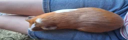 Guinea Pig rodents for sale: 2 bonded guinea pig girls in Sleaford - Advert 5