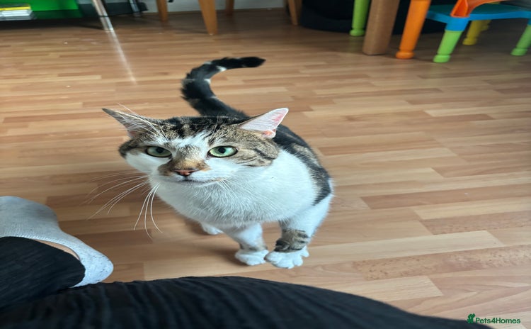 Domestic Shorthair cats - Advert 5